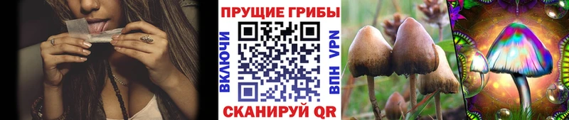 Псилоцибиновые грибы Psilocybine cubensis  как найти закладки  Белёв 